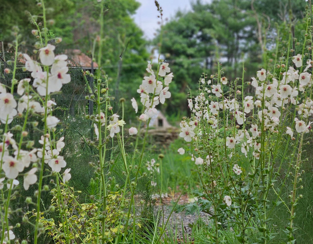 Verbascum blattaria f. albiflorum (white moth mullein) in the garden