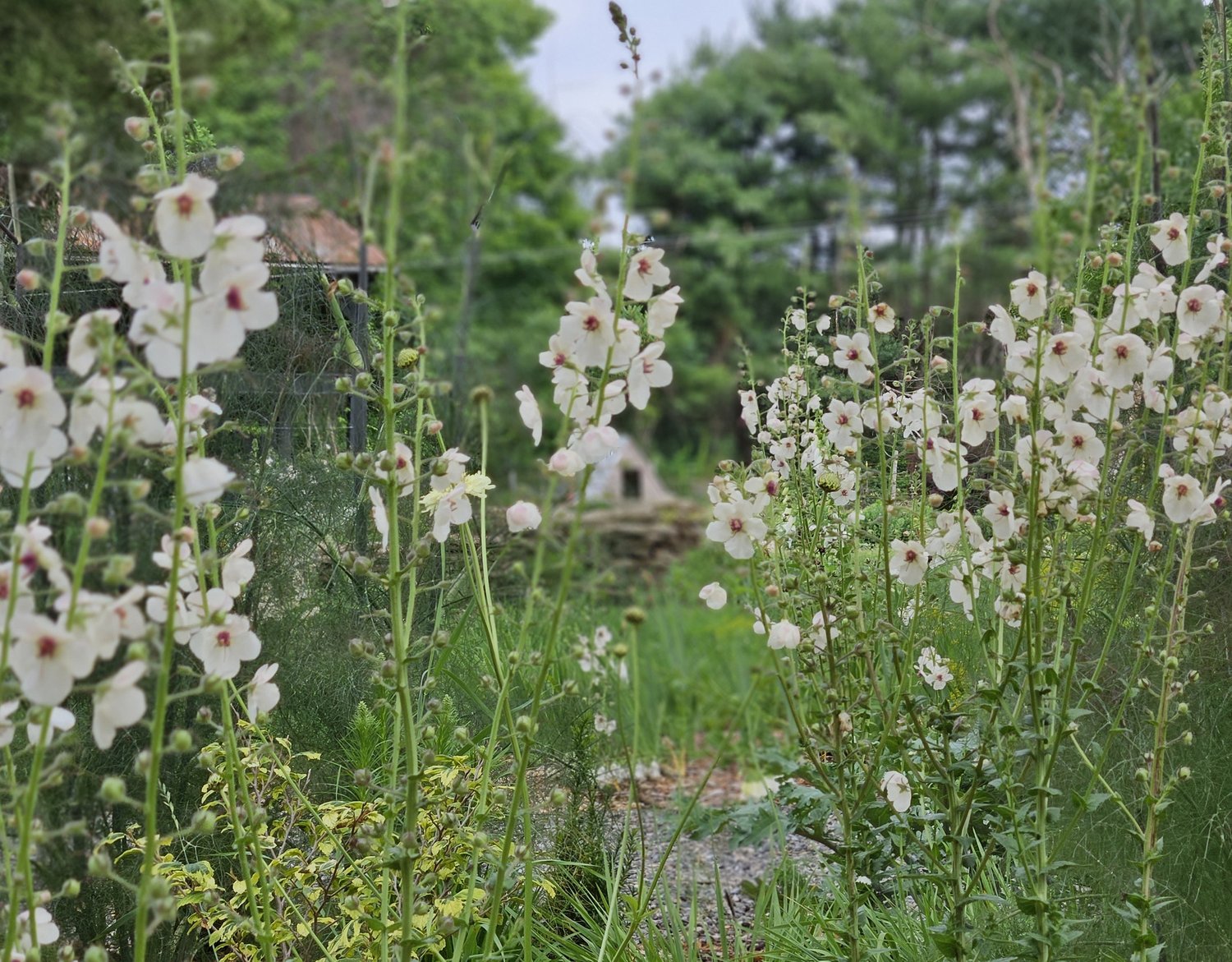 Verbascum blattaria f. albiflorum (white moth mullein) in the garden