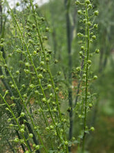 Verbascum blattaria f. albiflorum (white moth mullein) seed pods