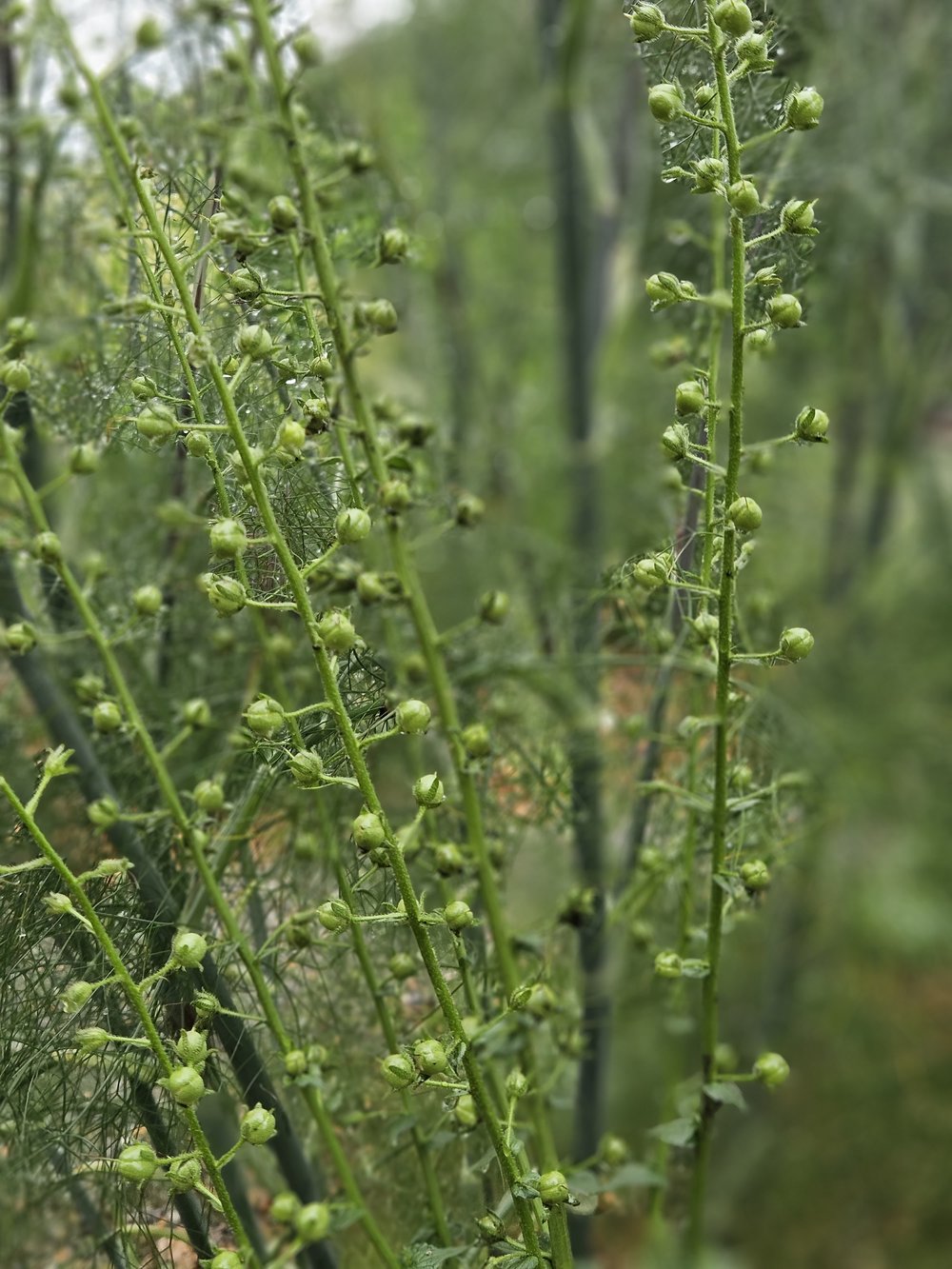 Verbascum blattaria f. albiflorum (white moth mullein) seed pods