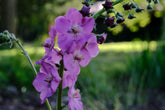 Verbascum phoeniceum &