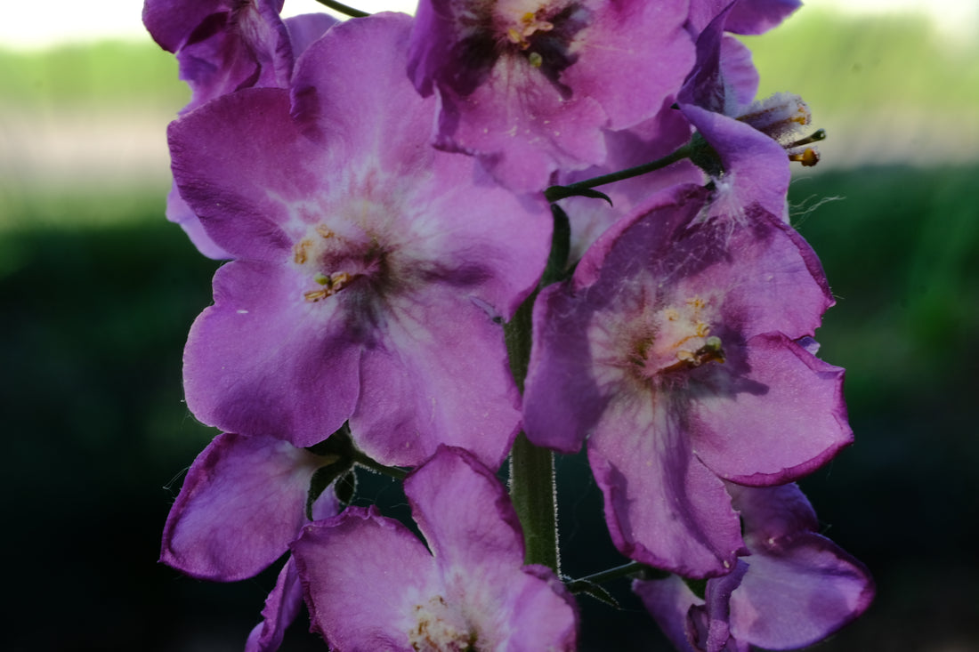 Verbascum phoeniceum &