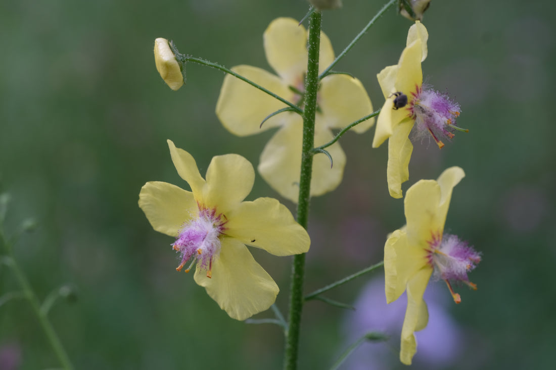 Yellow Verbascum roripifolium flowers with purple centers on a green stem against a blurred natural background
