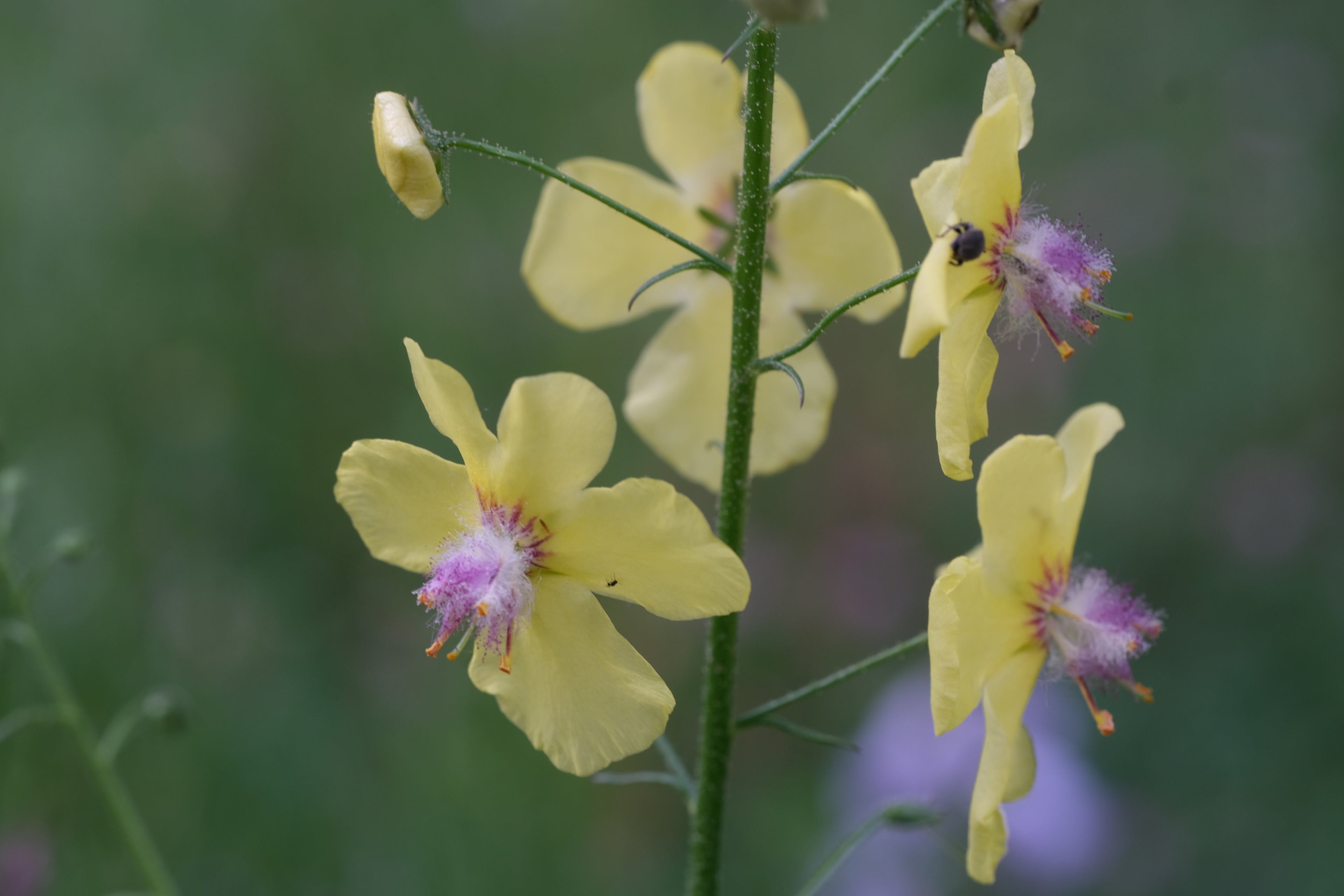 Yellow Verbascum roripifolium flowers with purple centers on a green stem against a blurred natural background