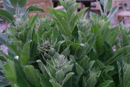Verbascum thapsus &