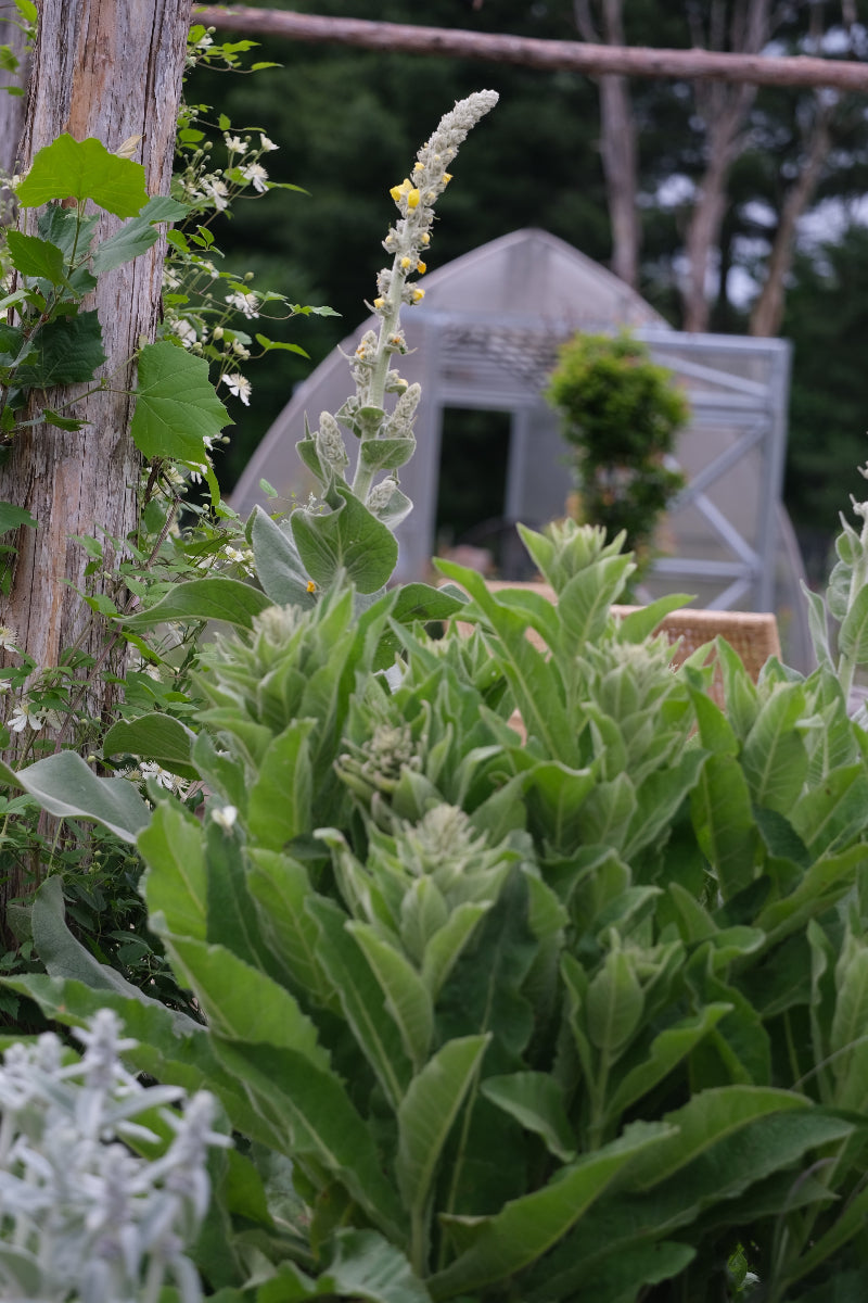Verbascum thapsus &