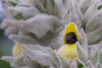 Verbascum thapsus &