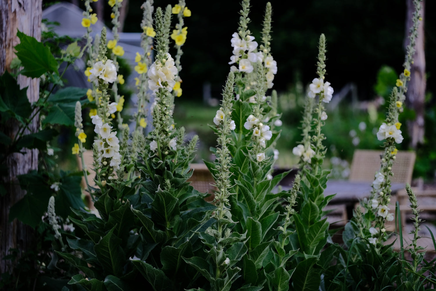 Verbascum thapsus &