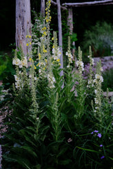 Verbascum thapsus &