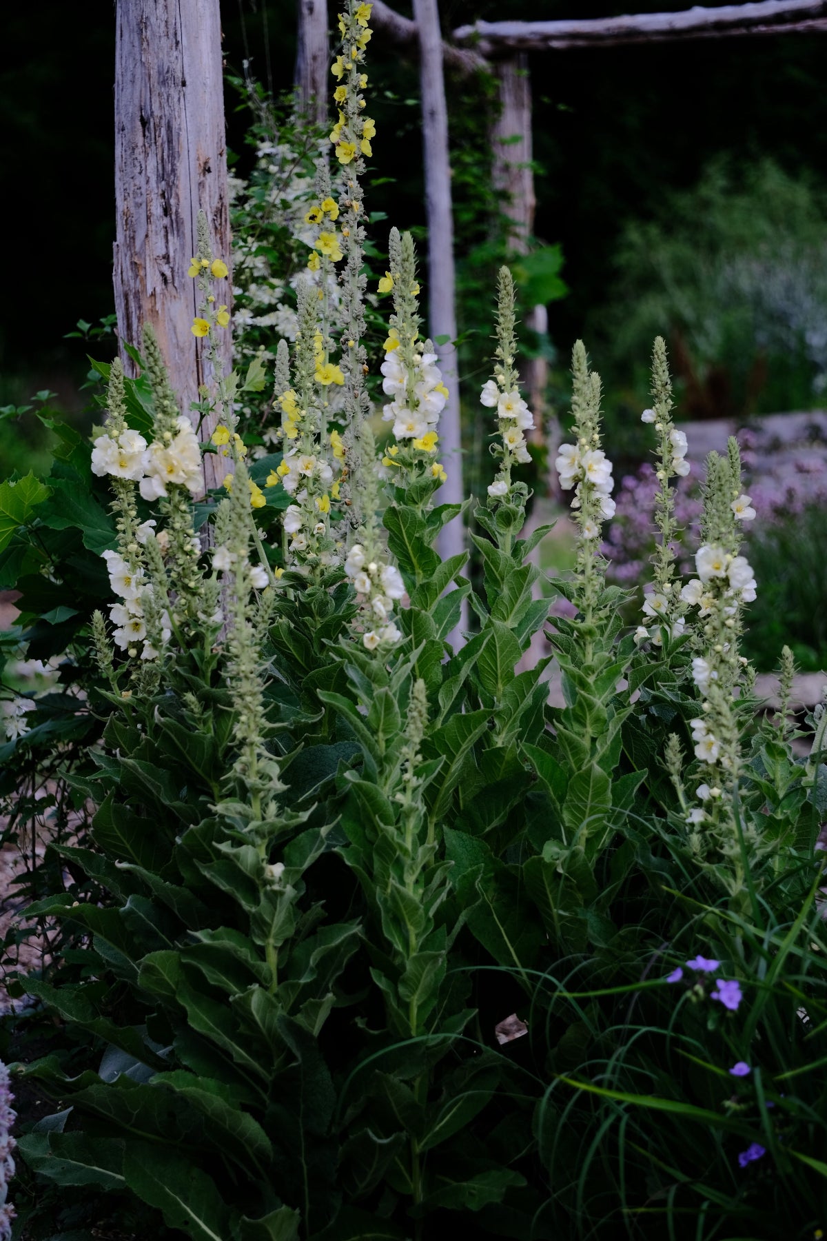 Verbascum thapsus &