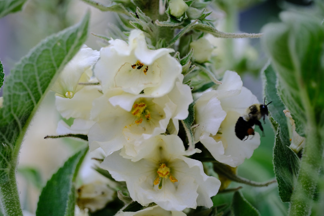 Verbascum thapsus &
