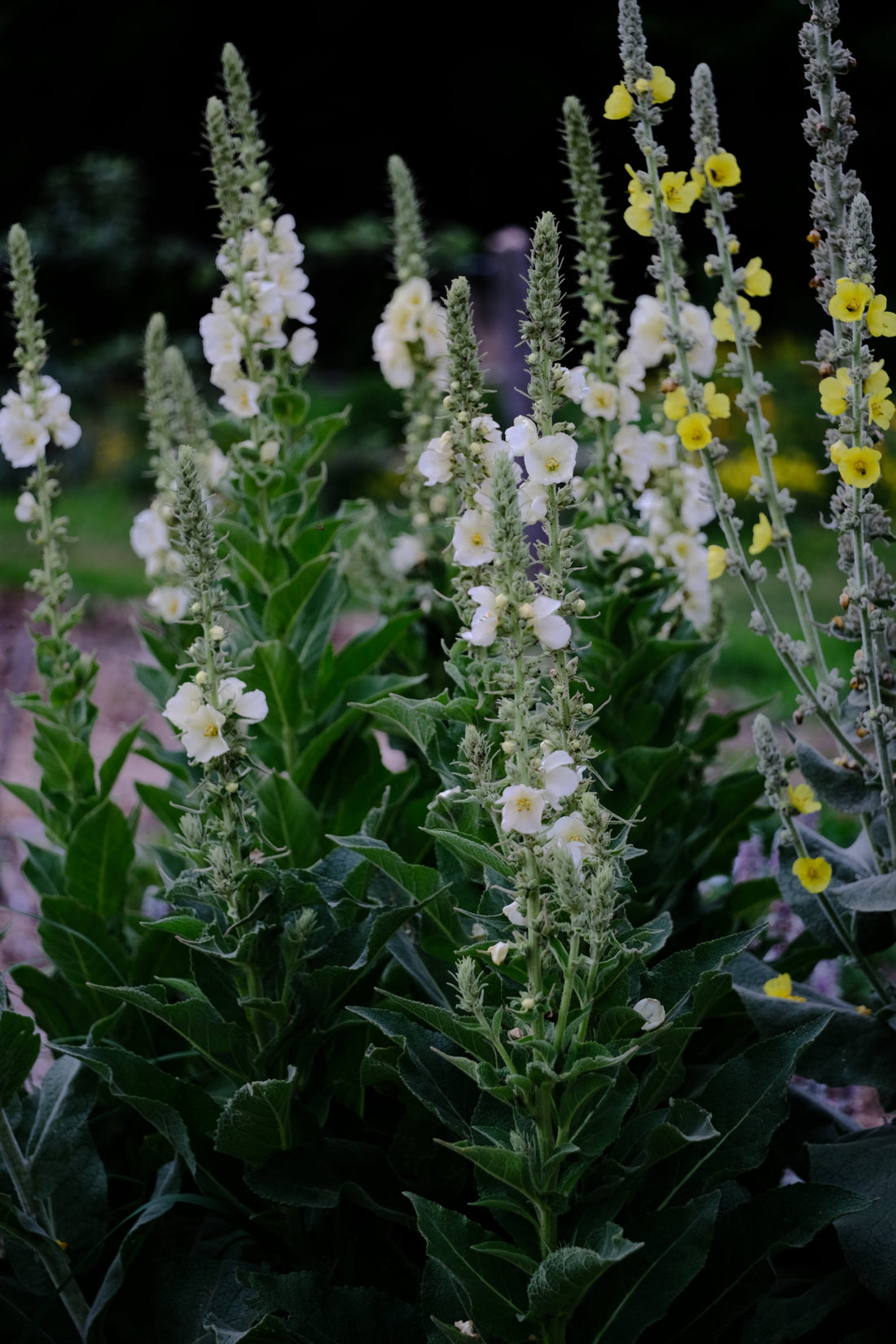 Verbascum thapsus &