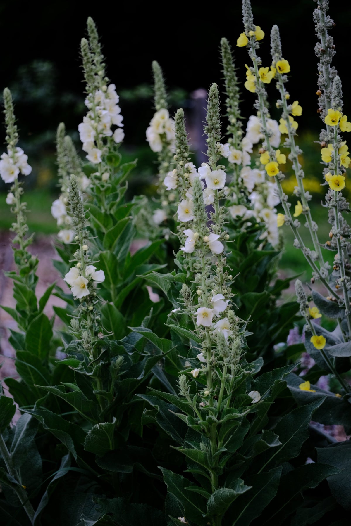 Verbascum thapsus &