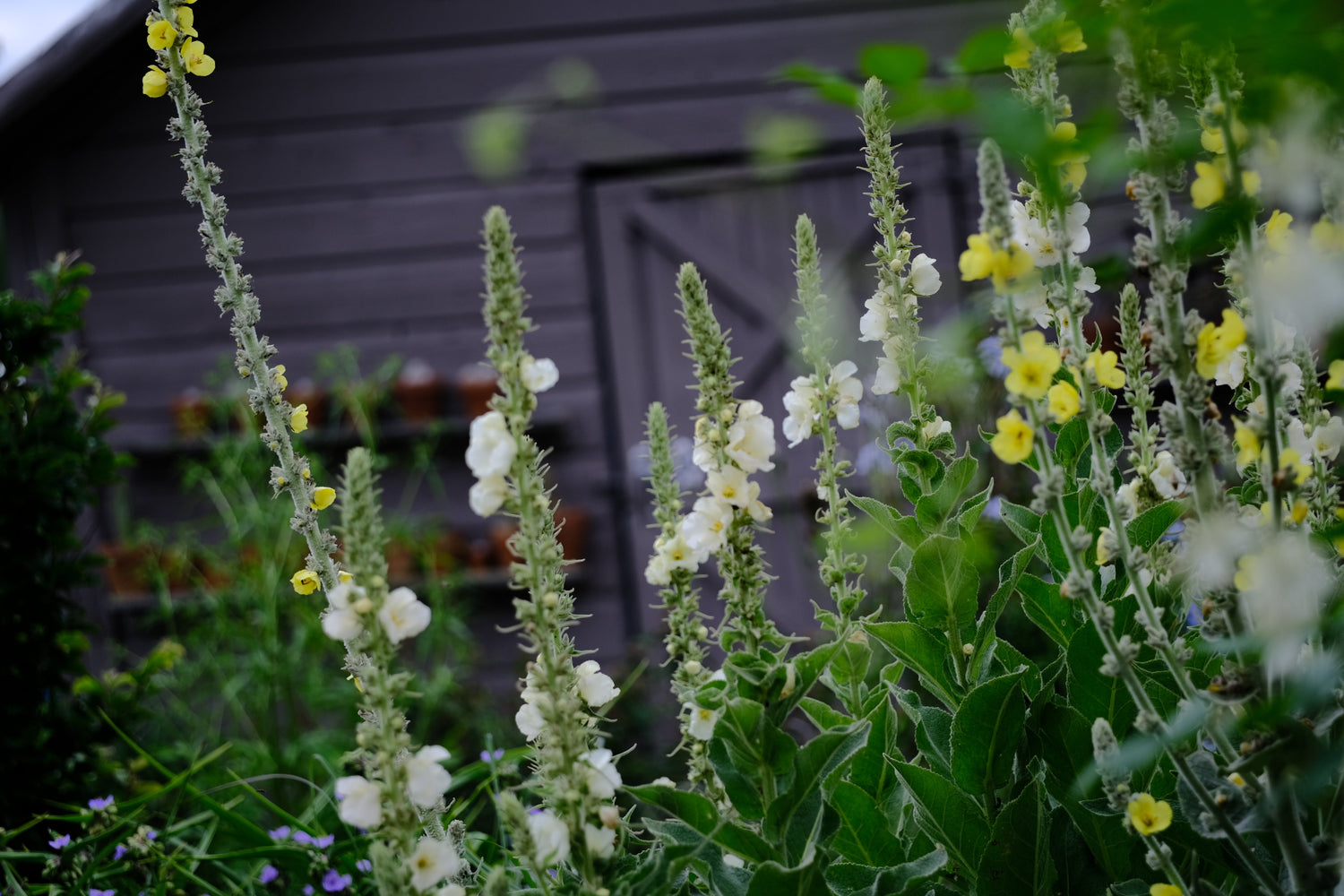Verbascum thapsus &