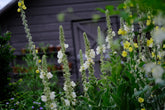 Verbascum thapsus &