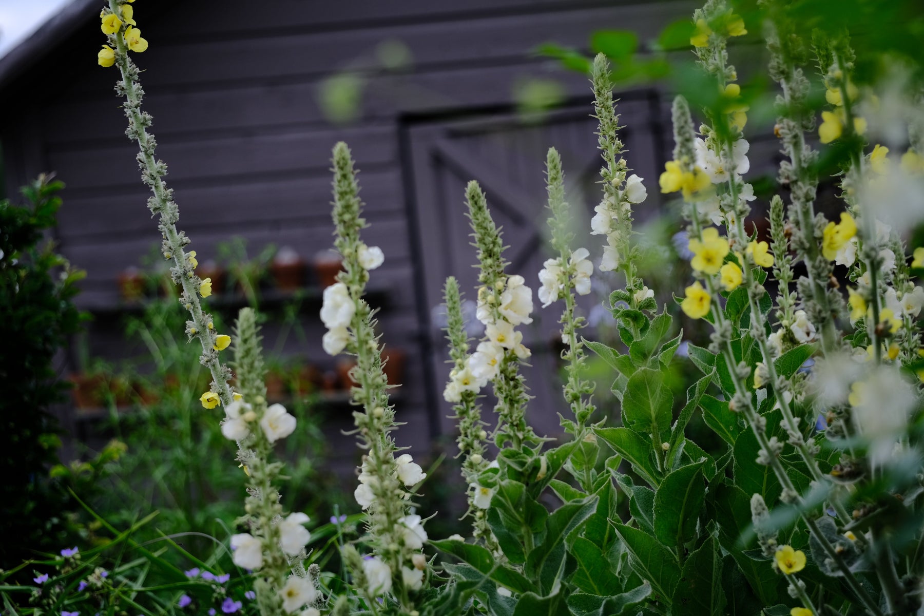 Verbascum thapsus &