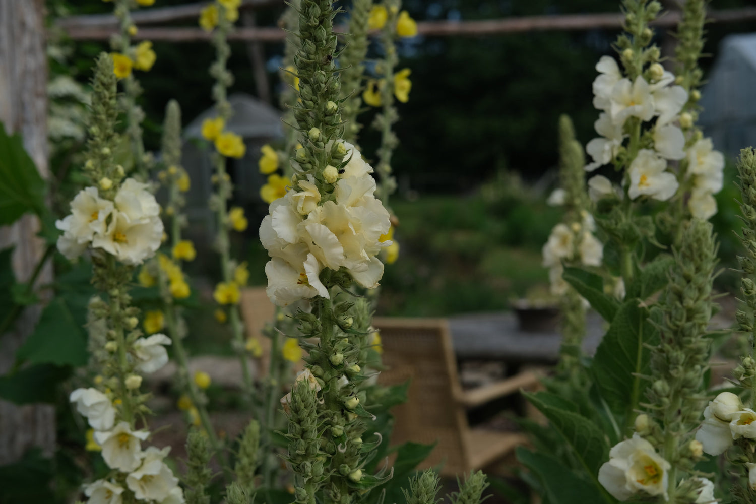 Verbascum thapsus &