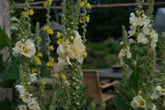 Verbascum thapsus &