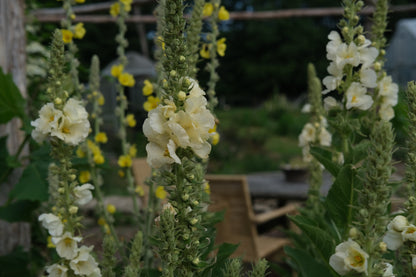 Verbascum thapsus &