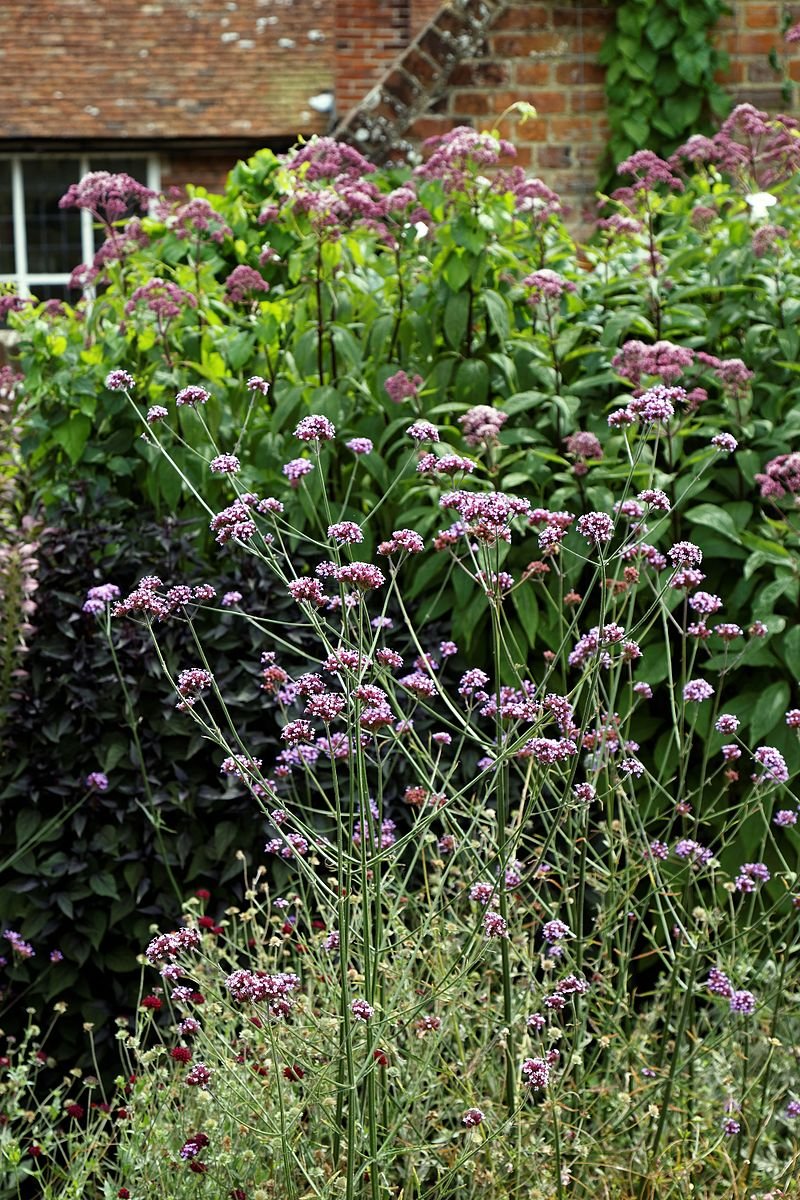 Verbena bonariensis (tall verbena) in the garden