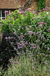 Verbena bonariensis (tall verbena) in the garden