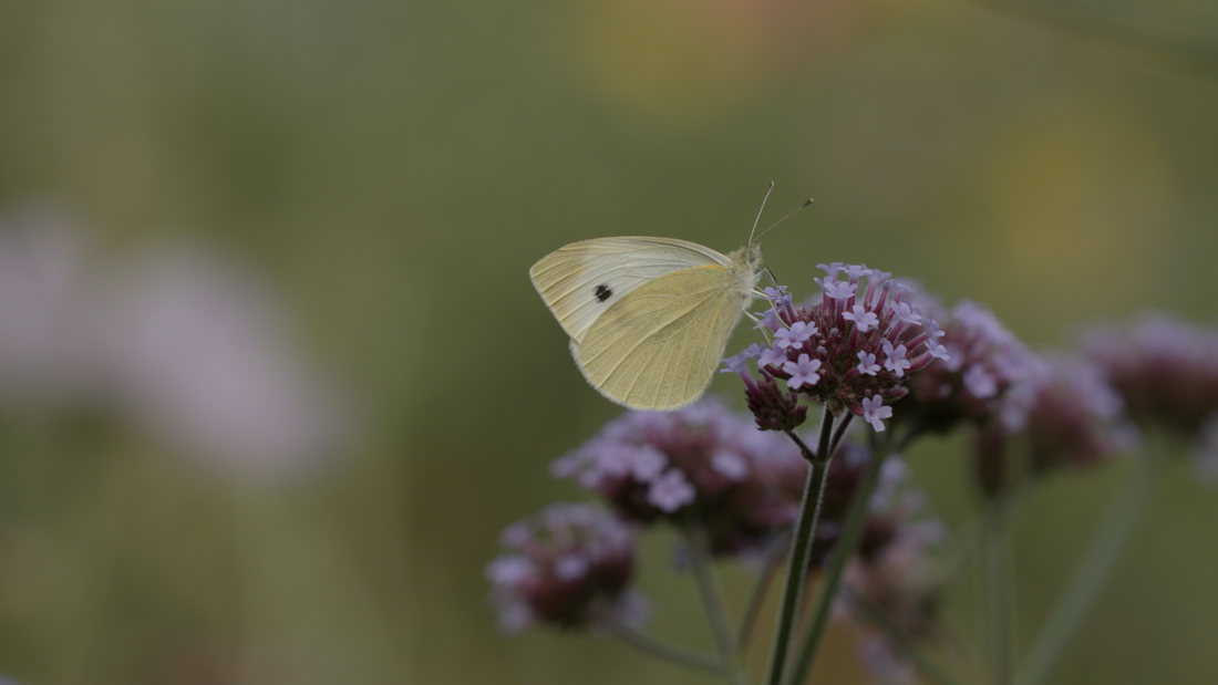 Verbena bonariensis (tall verbena) with pollinator