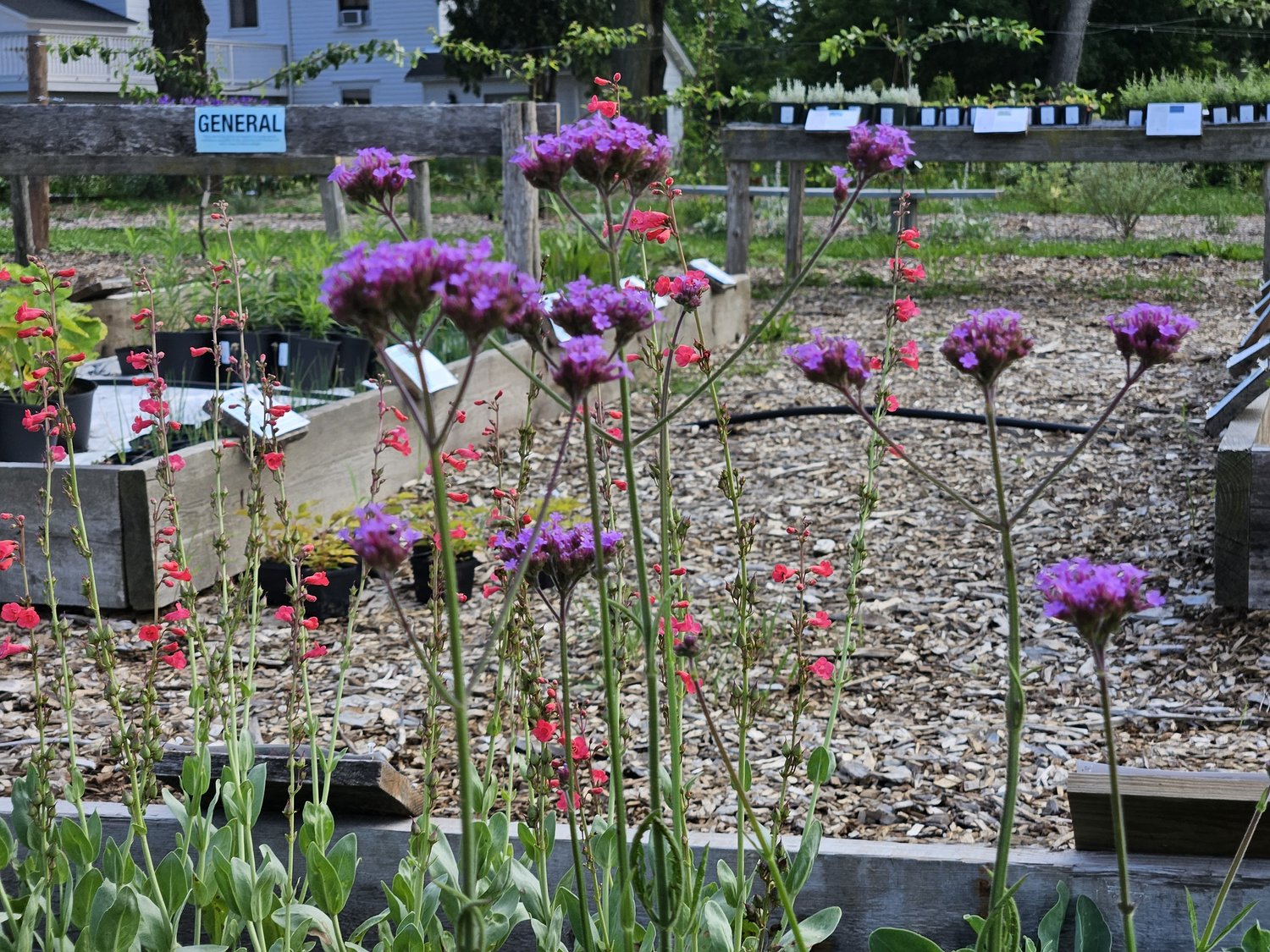 Verbena bonariensis (tall verbena) in the nursery