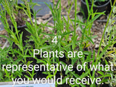 Verbena bonariensis (tall verbena) 4" sale size at The Old Dairy Nursery