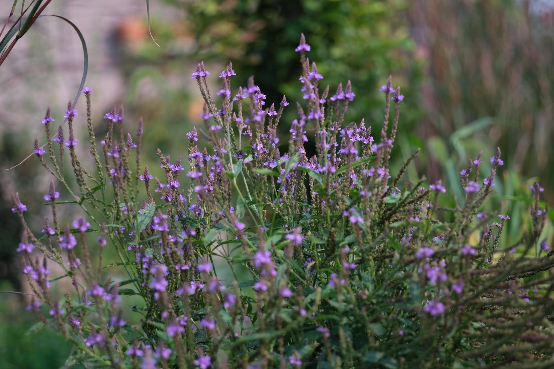 Verbena hastata 'Blue Spires' | American blue vervain – The Old