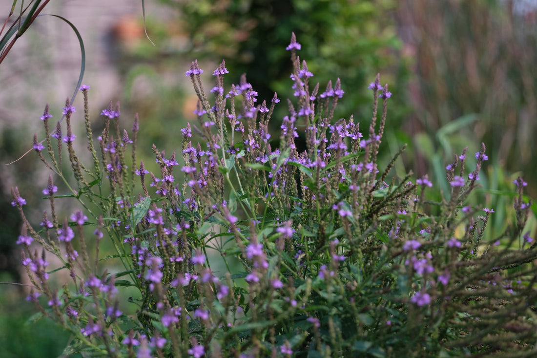 Verbena hastata &