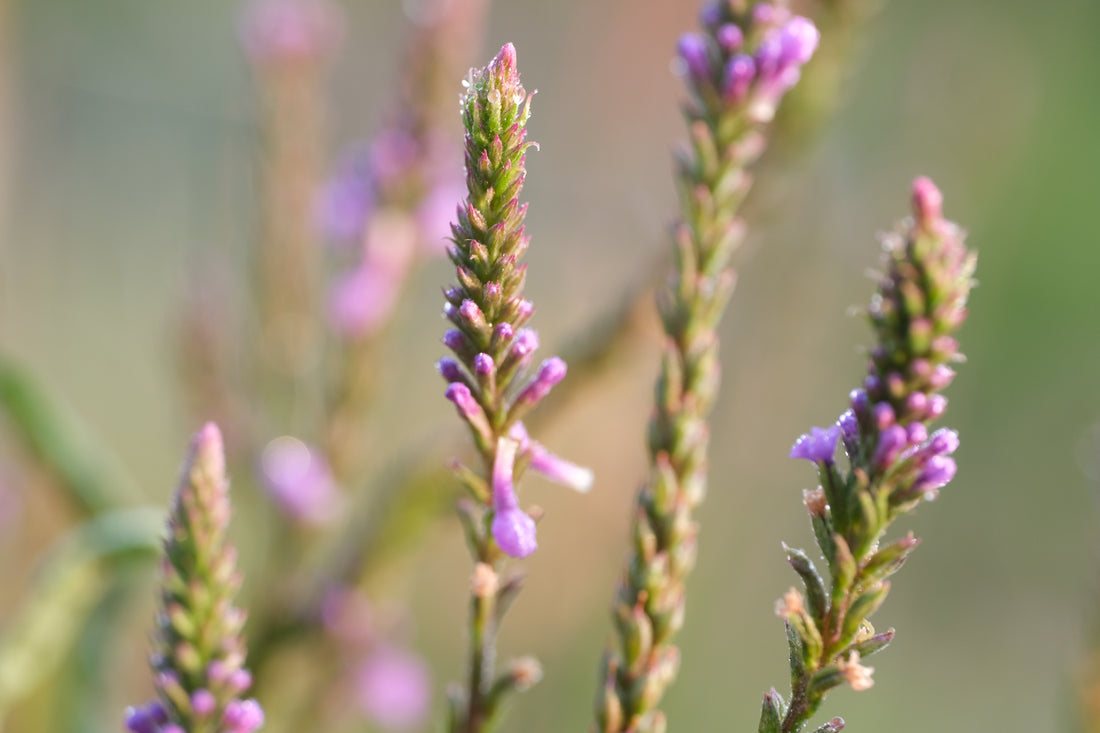 Verbena hastata &