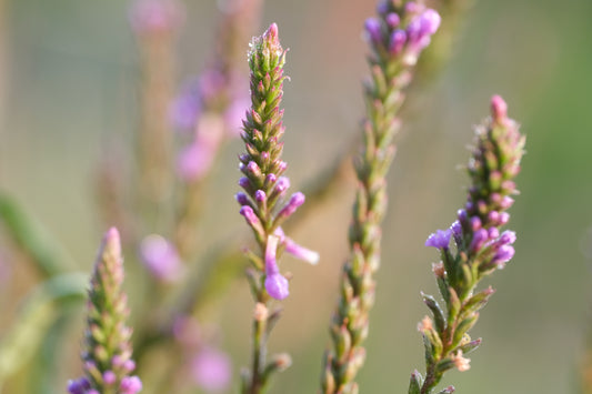 Verbena hastata 'Blue Spires'