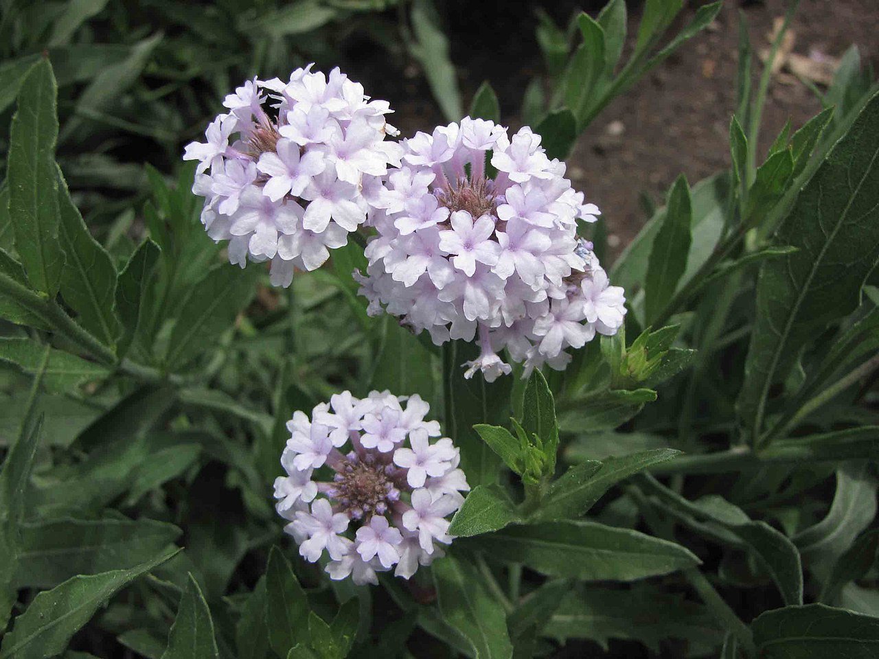 Verbena rigida &