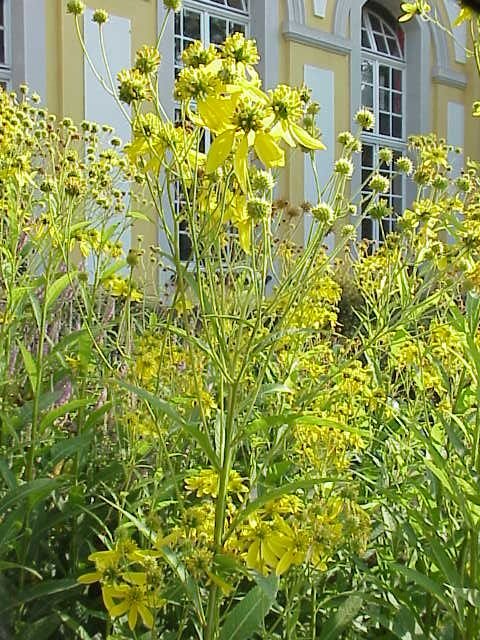 Verbesina alternifolia (wingstem)