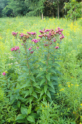 Vernonia fasciculata, commonly known as smooth ironweed, in a woodland setting
