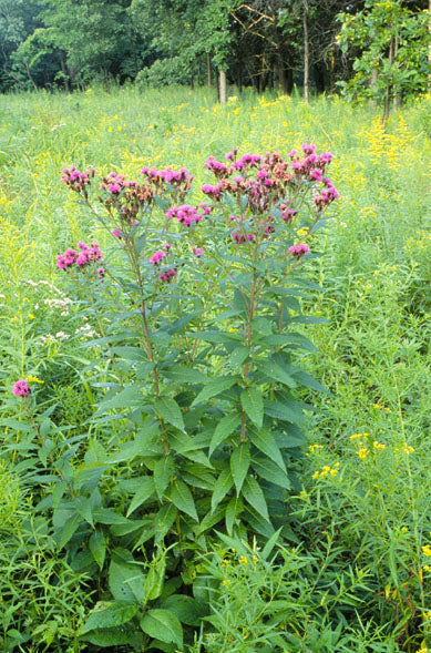 Vernonia fasciculata, commonly known as smooth ironweed, in a woodland setting