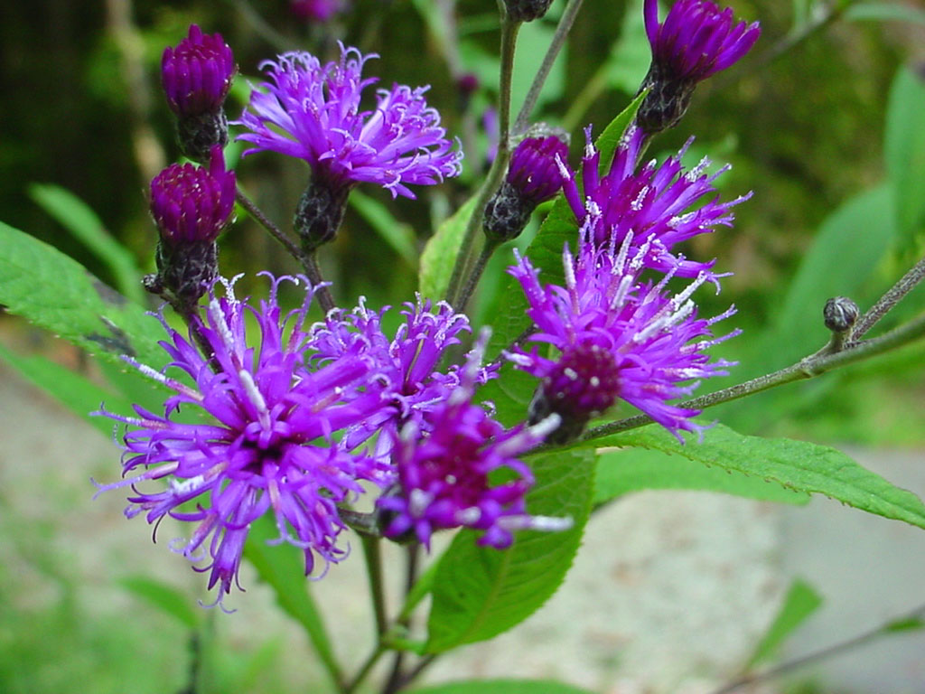 Vernonia fasciculata | smooth ironweed