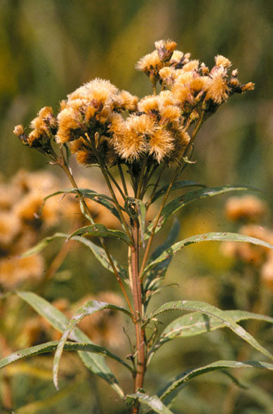 Close-up of a Vernonia fasciculata, commonly known as smooth ironweed, plant with yellow flowers and green leaves against a blurred natural background