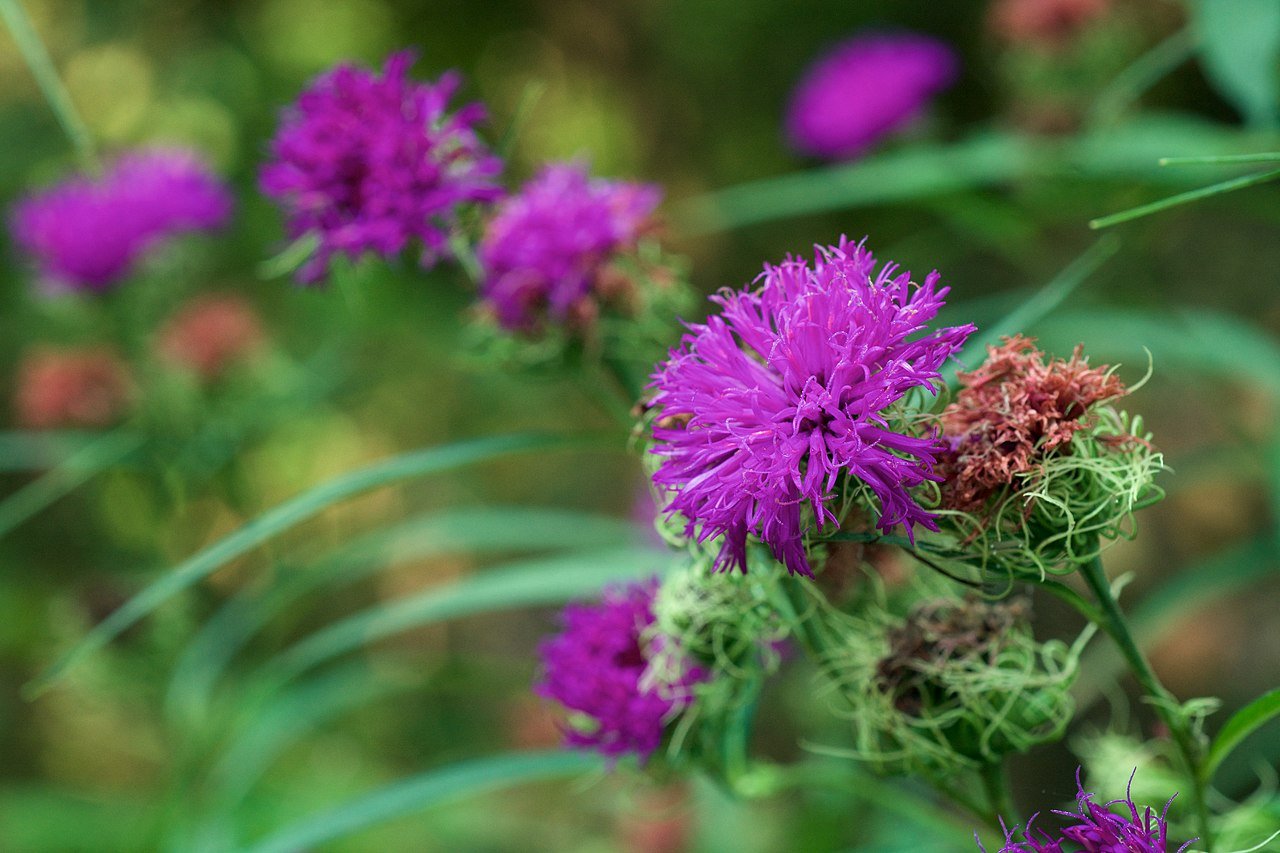 Vernonia arkansana (curlytop ironweed)