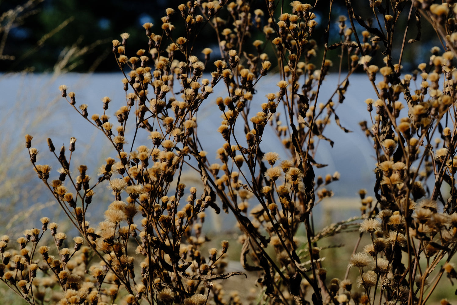 Vernonia gigantea (giant ironweed) seedheads in the late fall garden