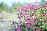 Vernonia gigantea (giant ironweed) with Panicum amarum