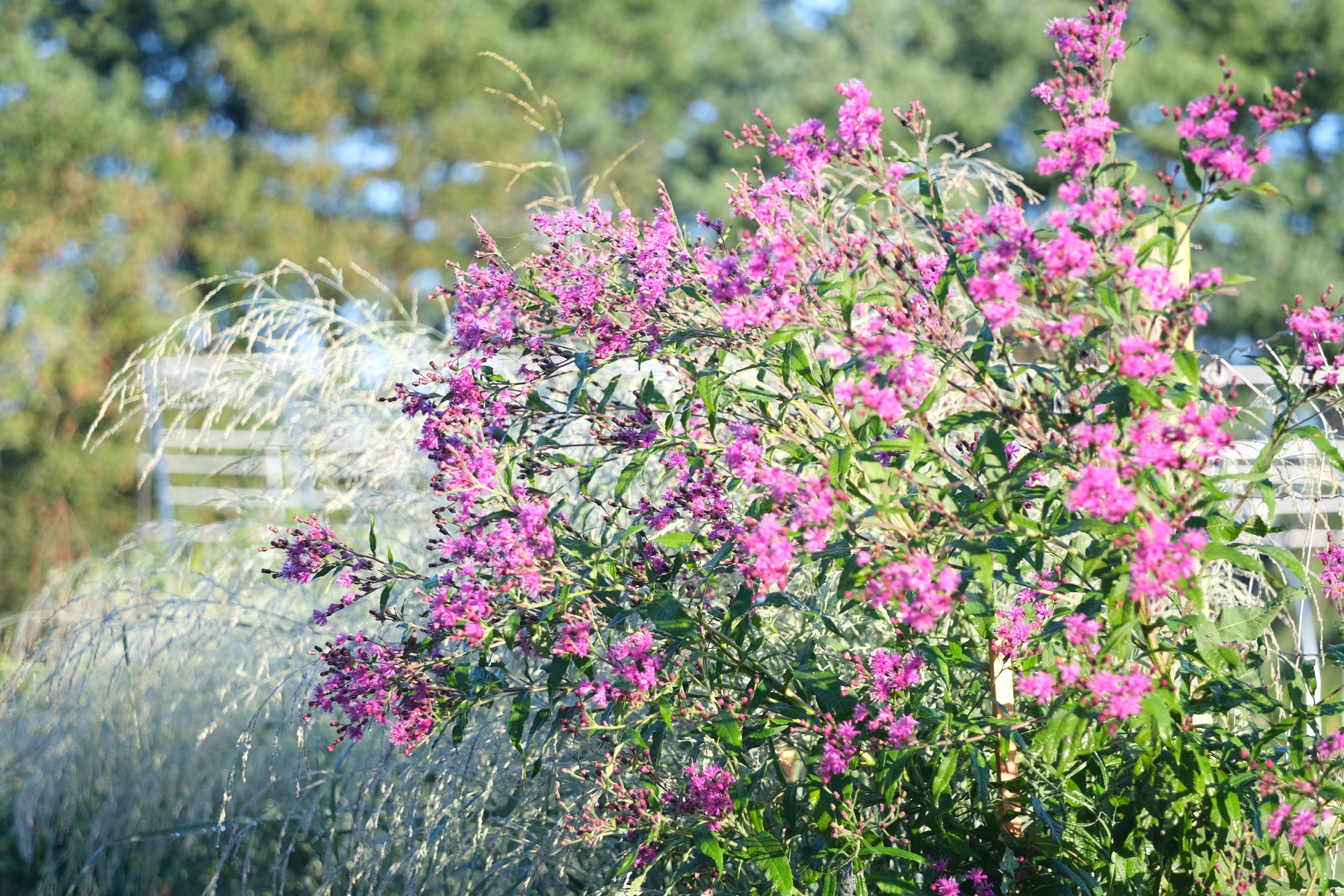 Vernonia gigantea (giant ironweed) in the garden