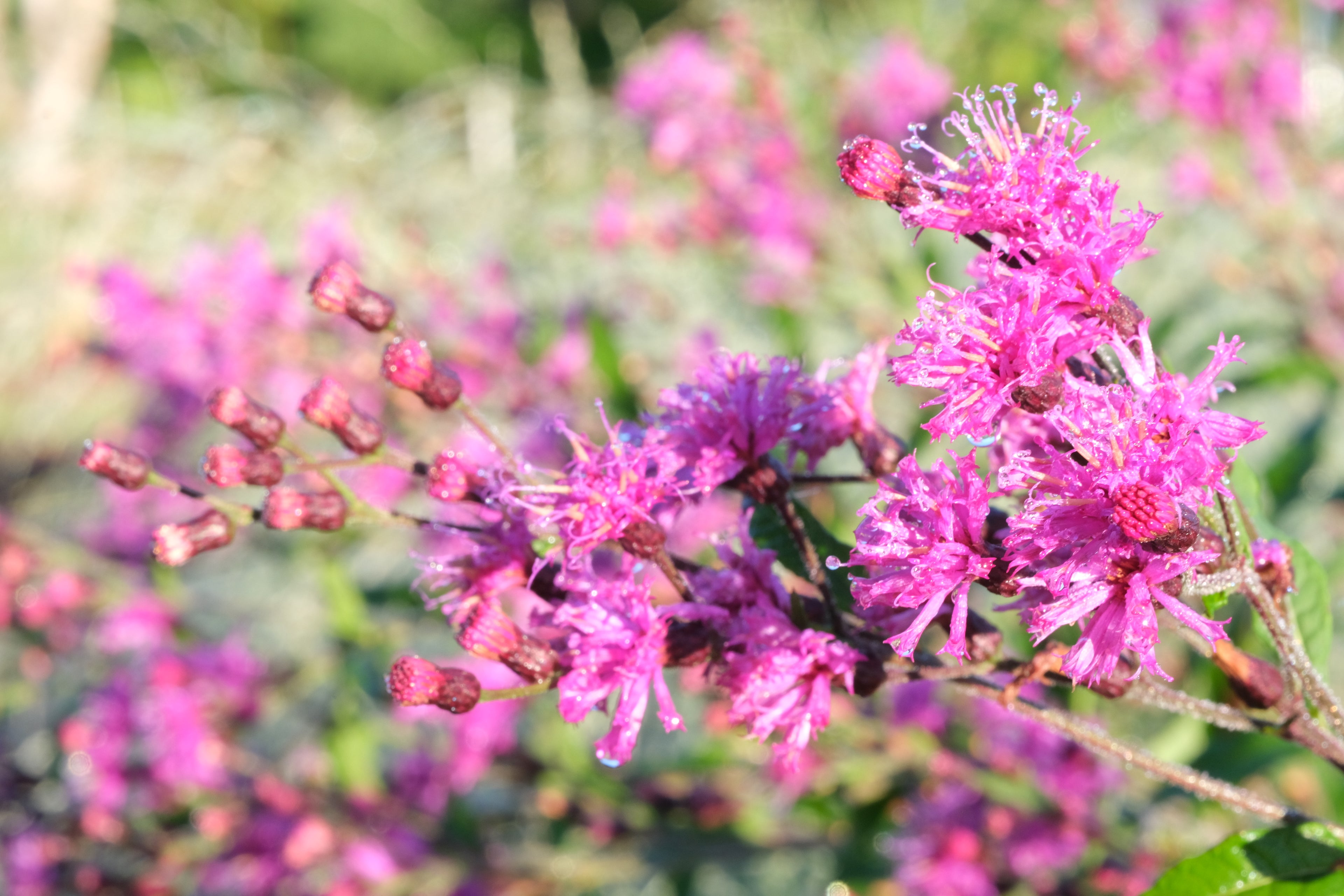 Vernonia gigantea (giant ironweed) flowers