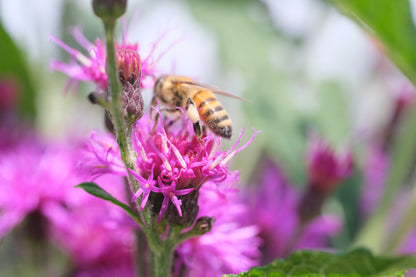 Vernonia gigantea (giant ironweed) with honeybee