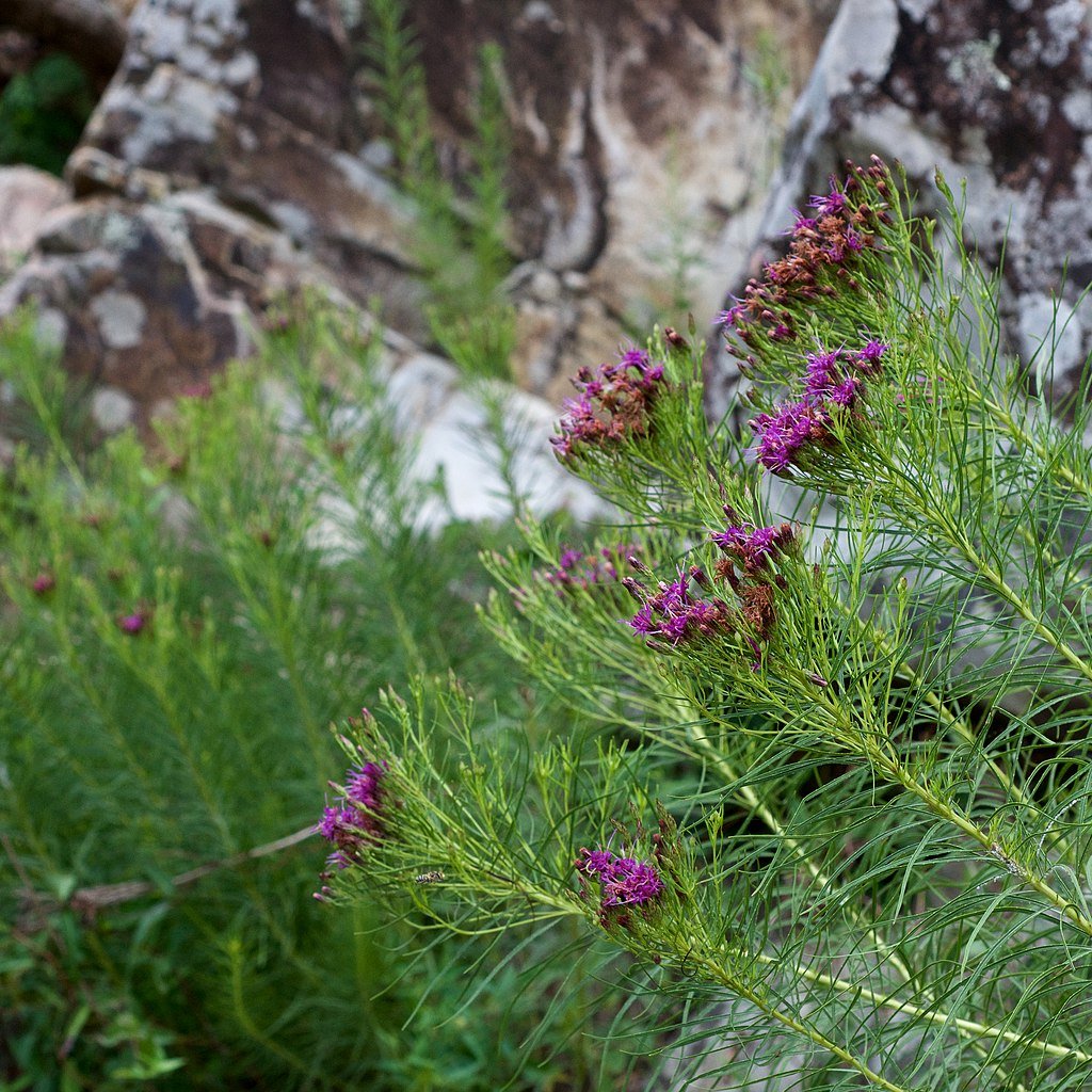 Vernonia lettermannii (threadleaf ironweed) flowers