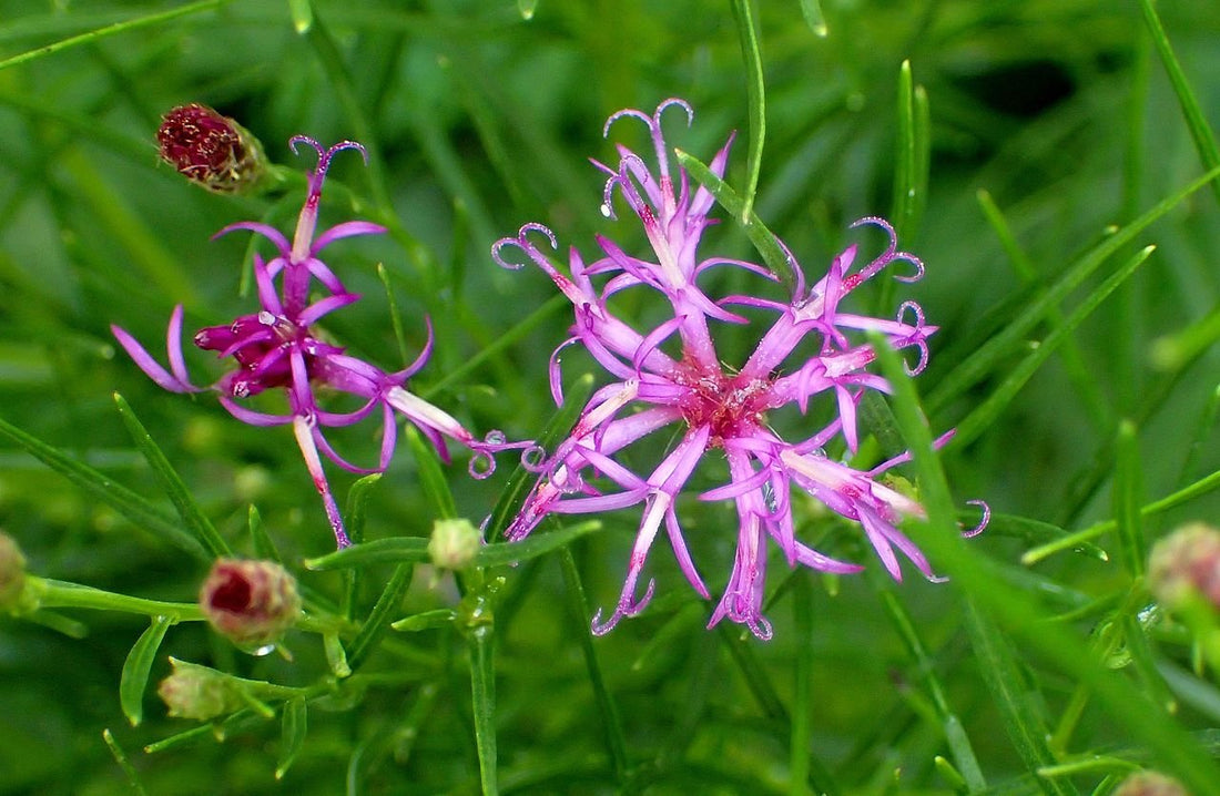 Vernonia lettermannii (threadleaf ironweed) flowers