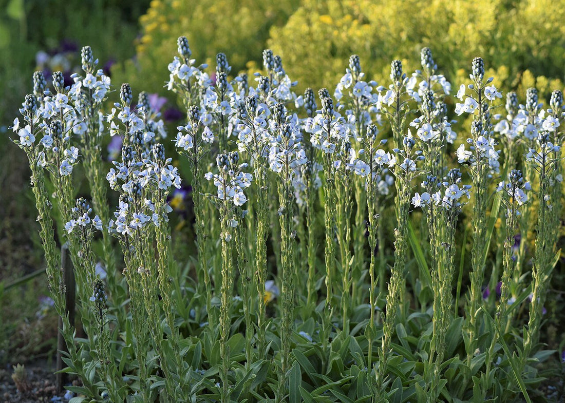 Veronica gentianoides (gentian speedwell)