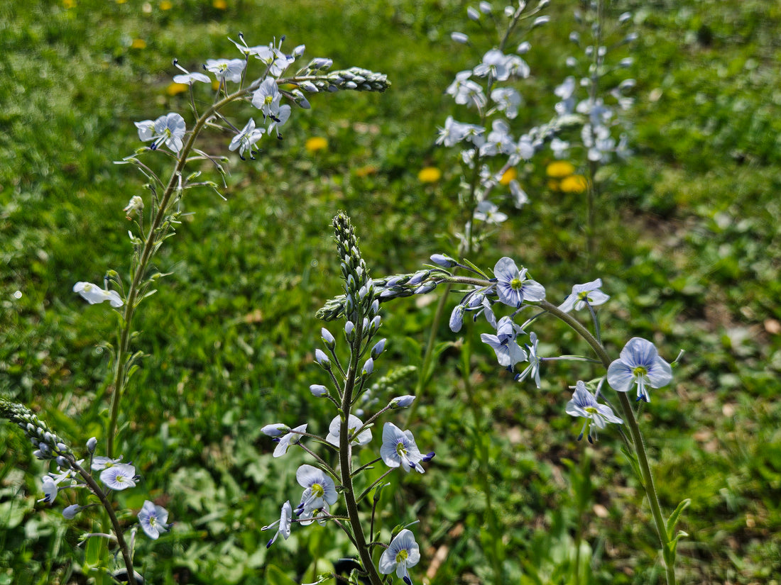 Veronica gentianoides (gentian speedwell) flowers