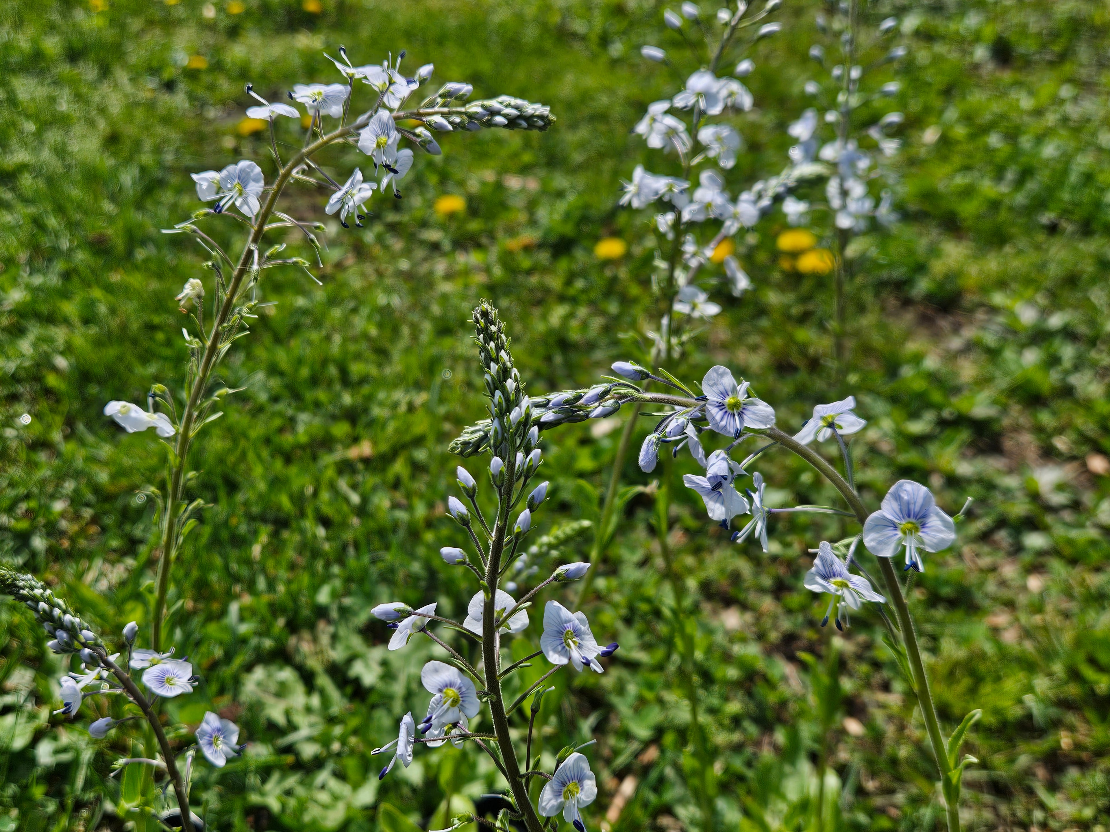 Veronica gentianoides (gentian speedwell) flowers