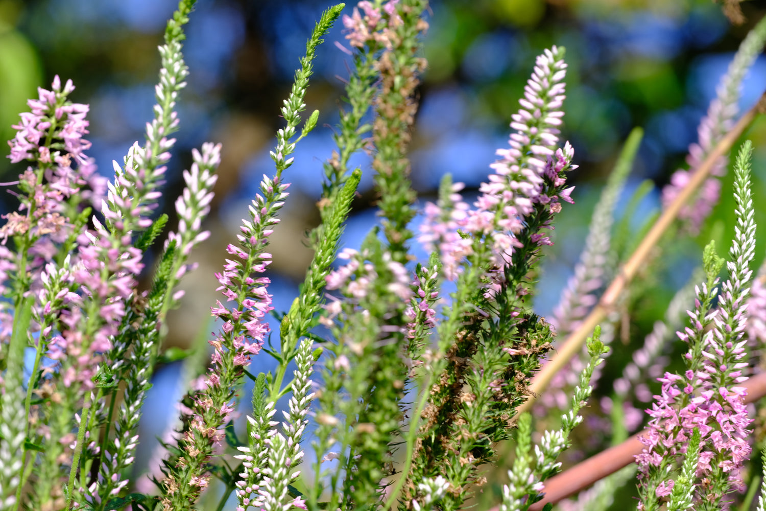 Veronica longifolia &